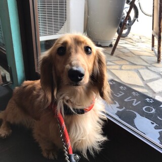 ダックスの女の子