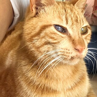 懐こくてベタベタの甘えんぼ　ハニー君