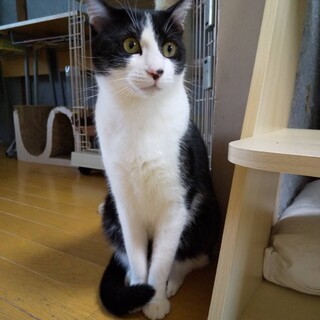 甘えん坊　はちわれオトナねこ