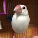 手乗り白文鳥　オス　一歳