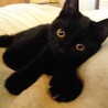 兄妹一緒に★自称黒猫界ＮＯ．１の美猫　ぶぅぶ サムネイル2