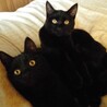 兄妹一緒に★自称黒猫界ＮＯ．１の美猫　ぶぅぶ サムネイル6