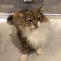 ちょっとやんちゃなチャチャくん