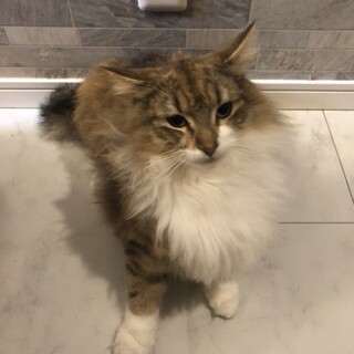 ちょっとやんちゃなチャチャくん