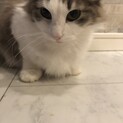 一緒に寝るのが大好きなしろくん