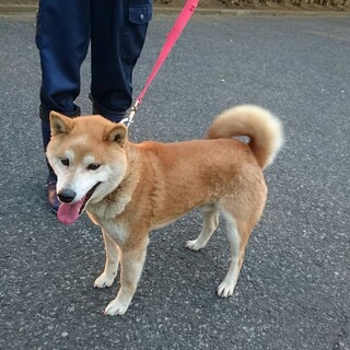甘えん坊、元気一杯な柴犬の男の子