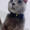 の写真