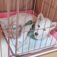 わたあめ