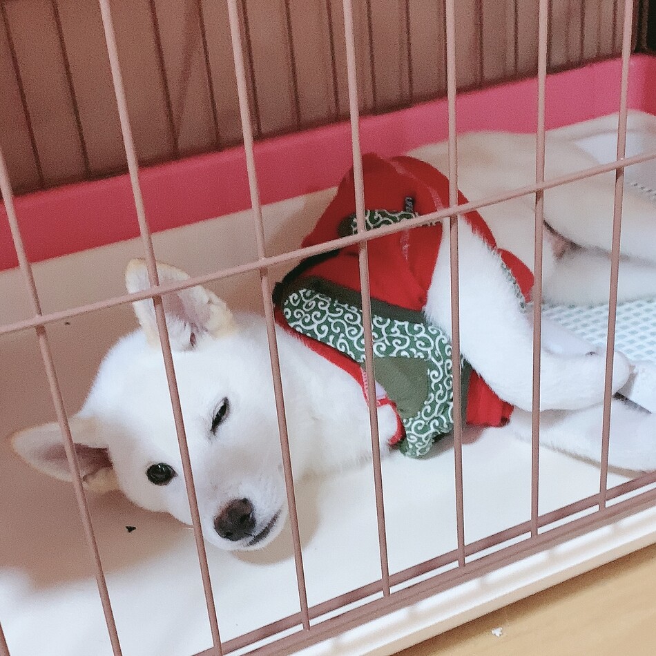わたあめのカバー写真