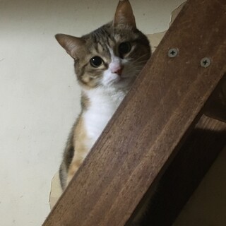 ⑮多頭飼育崩壊現場からの救出にご協力を！