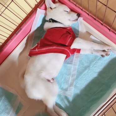 ペットシーツを荒らして寝るやつ