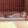 フチを枕にすな
