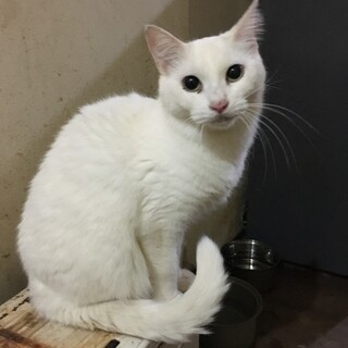 ①多頭飼育崩壊現場からの救出にご協力を！