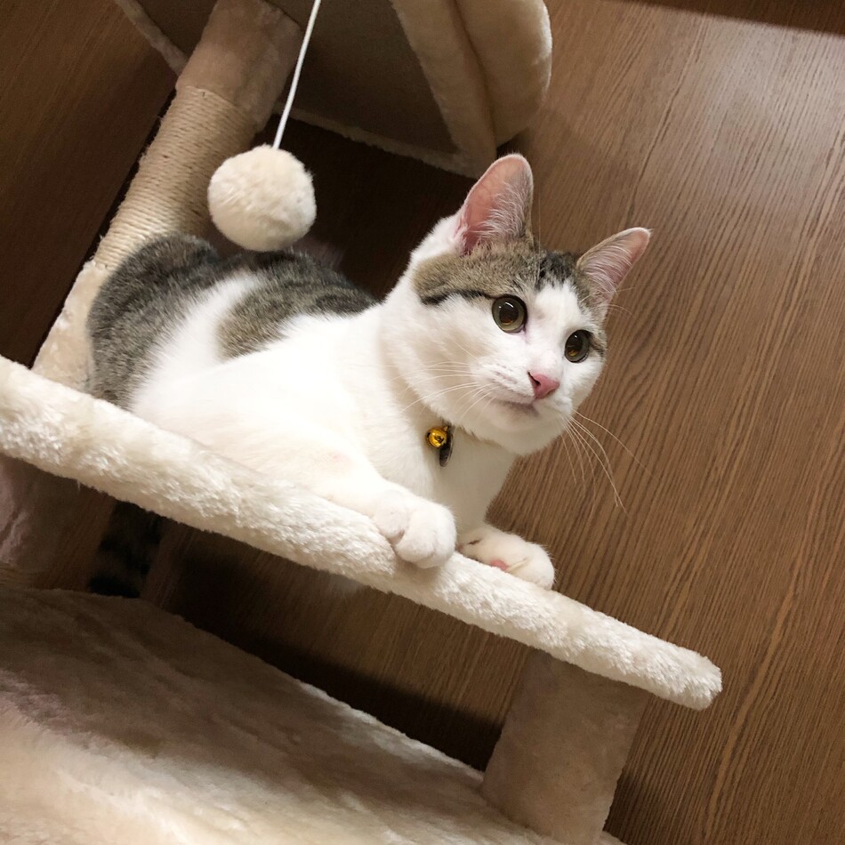 ニマルのカバー写真
