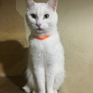 ②多頭飼育崩壊現場からの救出にご協力を！