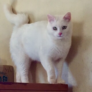 8番さん：多頭飼育崩壊現場からの救出にご協力を！