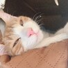 りかたぴ