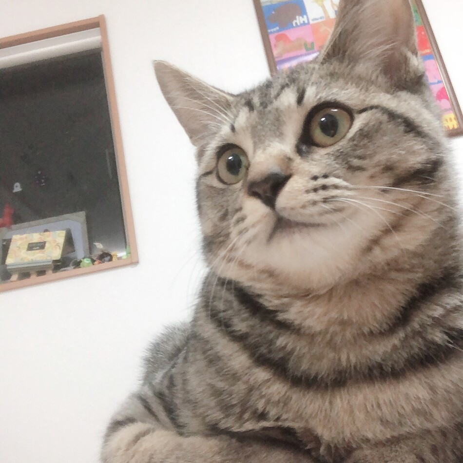 ふくまるのカバー写真