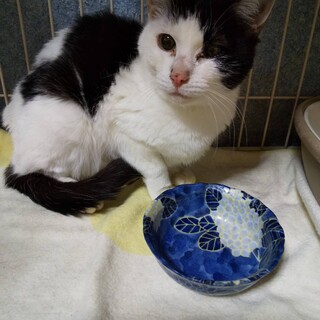 初心者でも大丈夫。とても穏やかなねこ