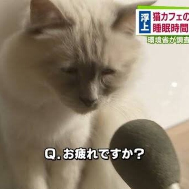 渡辺(๑╹ω╹๑ )のカバー写真