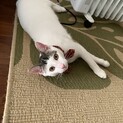 元気印の子猫トラジロウの里親さん探しています