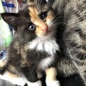 生後1ヶ月ちょいの三毛猫♀