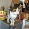 ねこじいの子さん