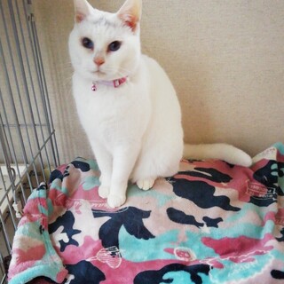 仔猫の頃に捨てられていた子。優しいご家族を募集中。