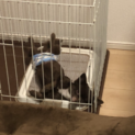 募集一時中止 チワワ ♂