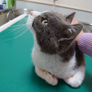 相談中募集停止★ツナ★美猫