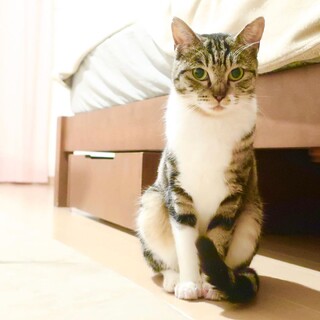 愛嬌たっぷり元気いっぱい！わたあめちゃん　推定２才
