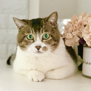 ぬいぐるみみたいな可愛いオトナ猫「のの」ちゃん