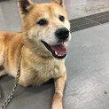 三本足の野犬はら君→相談中