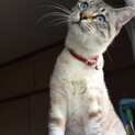 青い目の綺麗な子です