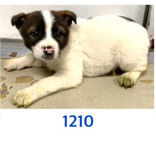 里親決定しました。