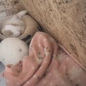 ミニウサギ　白