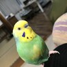 limonada