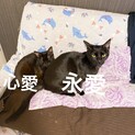 2匹のメス猫里親募集