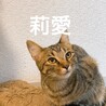 2匹のメス猫里親募集 サムネイル2