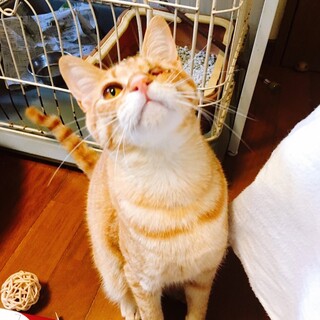寝姿に癒される 甘えん坊よひょう君