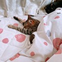 4ヶ月のメス猫