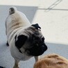 パグ2歳オス 避妊済みです サムネイル2