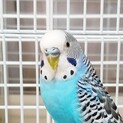 インコのあいきくん(仮)〜ブルースパングル〜