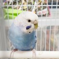 インコのみやびちゃん(仮)〜ブルーオパーリン〜