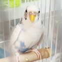 インコのしのちゃん(仮)〜ブルーパイド〜