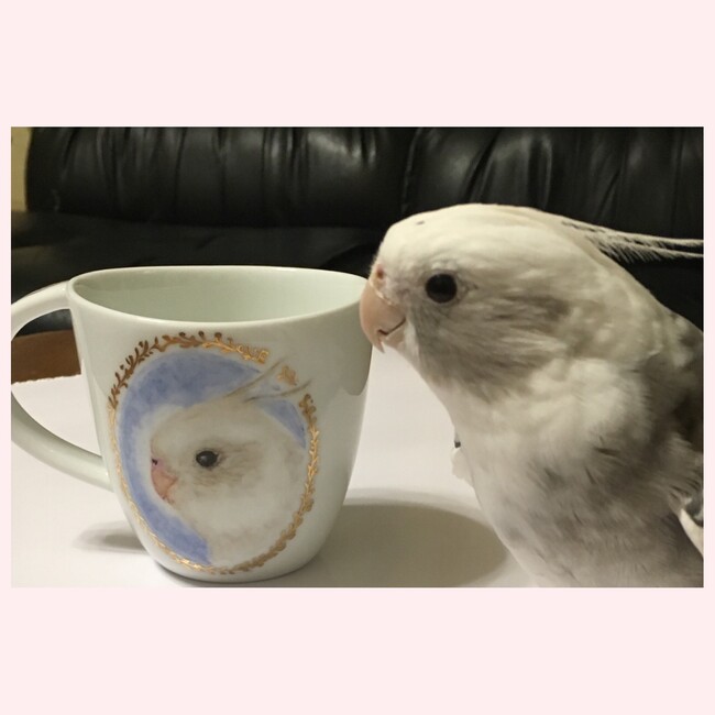 キッシーいっこのカバー写真