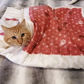 トライアルが決まりました！人が大好き過ぎる玄米くん