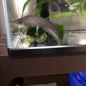 ウーパールーパー ブラック
