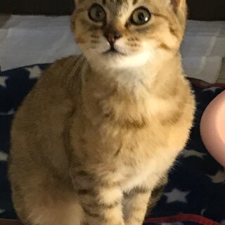 麦わら柄のタマ