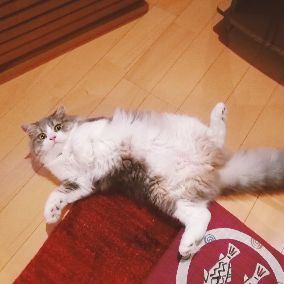 シリウスのカバー写真